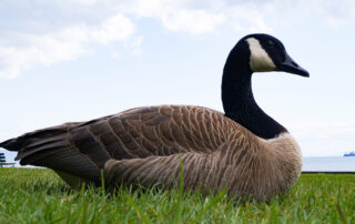 chiken cobras or canadian geese