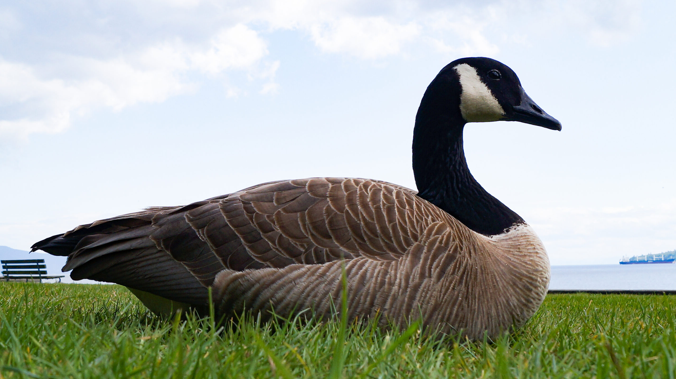 chiken cobras or canadian geese